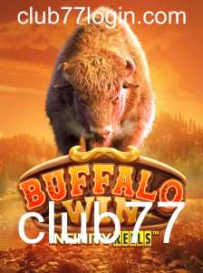 Explorando o Envolvente Mundo de BuffaloWin